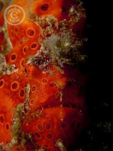 Single strobe portrait of an orange clown frogfish.  Cano... by Stephen Holinski 